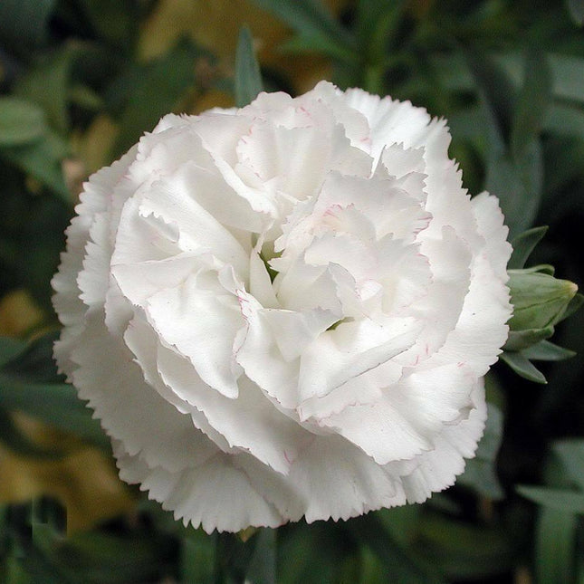 50 White Carnation Seeds - Seed World
