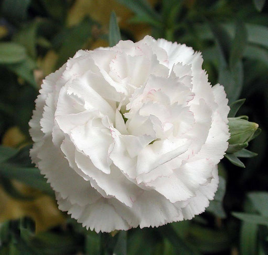 50 White Carnation Seeds - Seed World
