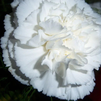 50 White Carnation Seeds - Seed World
