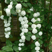 50 White Climbing Hydrangea Seeds - Seed World