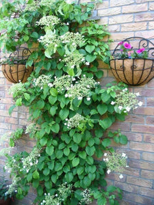 50 White Climbing Hydrangea Seeds - Seed World