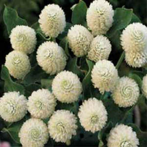 50 White Gomphrena Globosa Seeds - Seed World