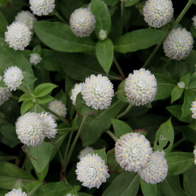 50 White Gomphrena Globosa Seeds - Seed World