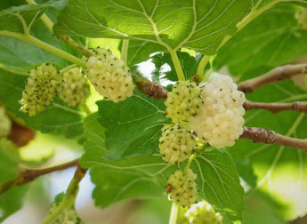 50 White Mulberry (Morus Alba) Seeds - Seed World