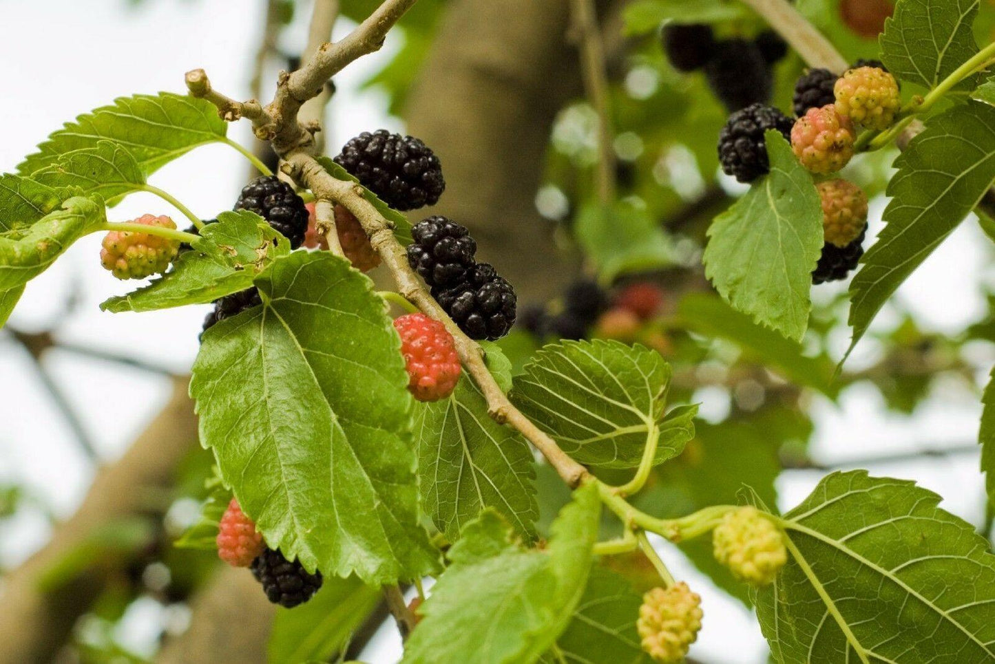 50 White Mulberry (Morus Alba) Seeds - Seed World