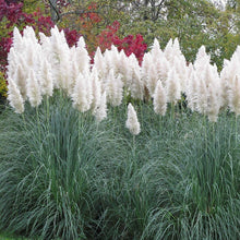 50 White Pampas Grass Seeds - Seed World