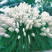 50 White Pampas Grass Seeds - Seed World