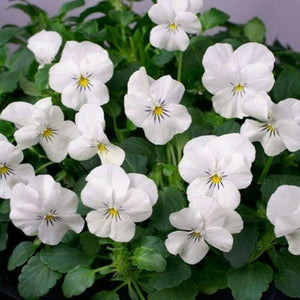 50 White Perfection Viola Seeds - Seed World