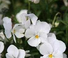 50 White Perfection Viola Seeds - Seed World