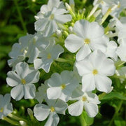 50 White Phlox Flower Seeds - Seed World