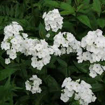 50 White Phlox Flower Seeds - Seed World