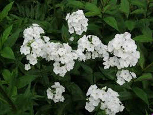 50 White Phlox Flower Seeds - Seed World