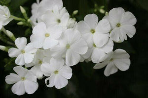 50 White Phlox Flower Seeds - Seed World