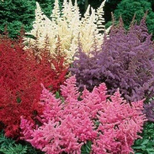 50 White Pink Red Astilbe Seeds - Seed World