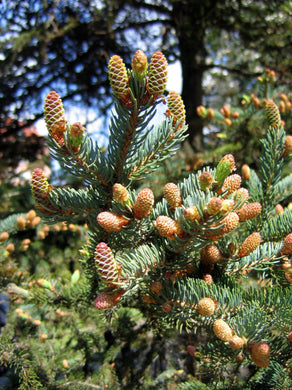 50 White Spruce Seeds (Picea Glauca) - Seed World