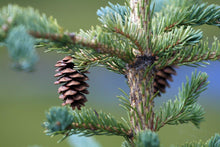 50 White Spruce Seeds (Picea Glauca) - Seed World
