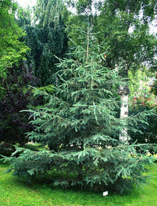 50 White Spruce Seeds (Picea Glauca) - Seed World
