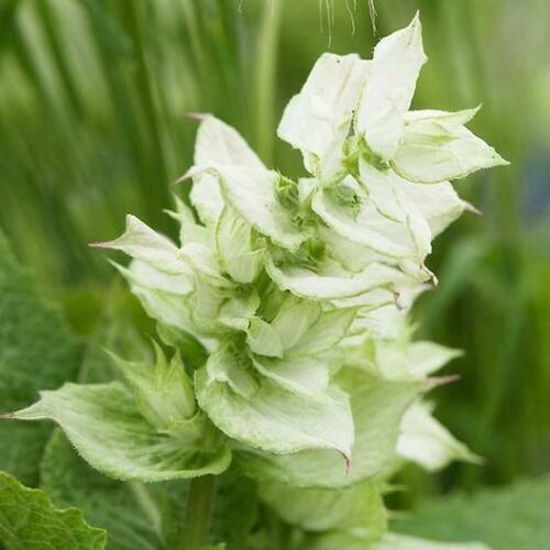 50 White Swan Salvia Seeds - Seed World