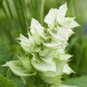 50 White Swan Salvia Seeds - Seed World