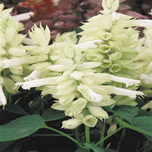 50 White Swan Salvia Seeds - Seed World