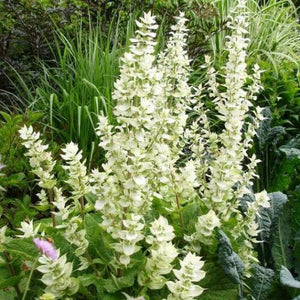 50 White Swan Salvia Seeds - Seed World