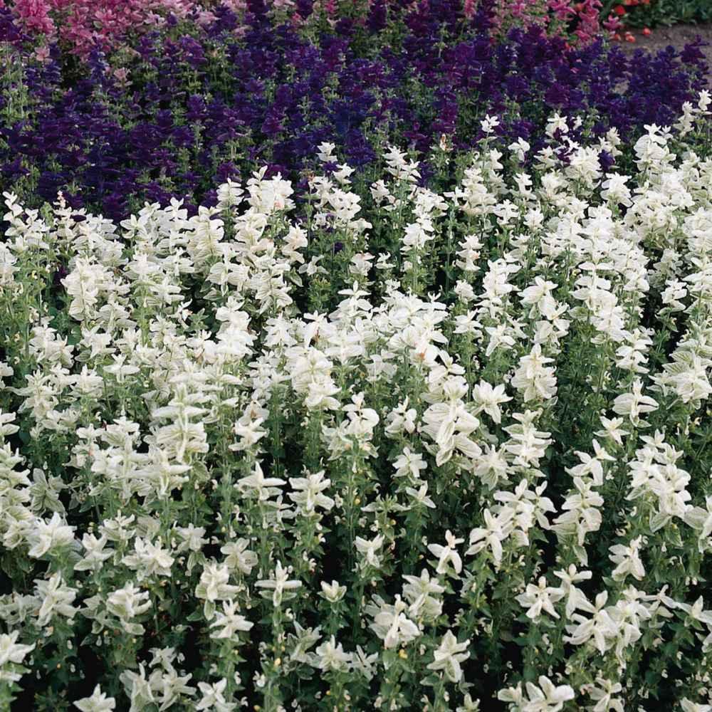 50 White Swan Salvia Seeds - Seed World