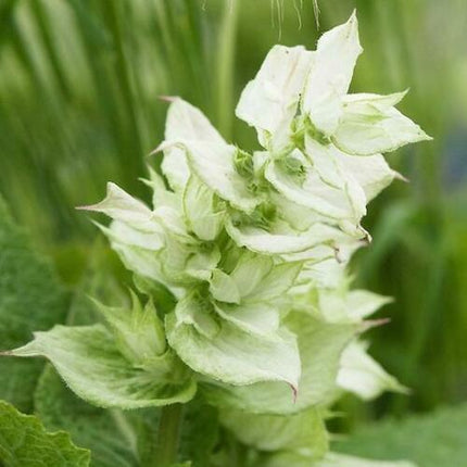 50 White Swan Salvia Seeds - Seed World