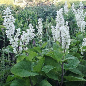 50 White Swan Salvia Seeds - Seed World