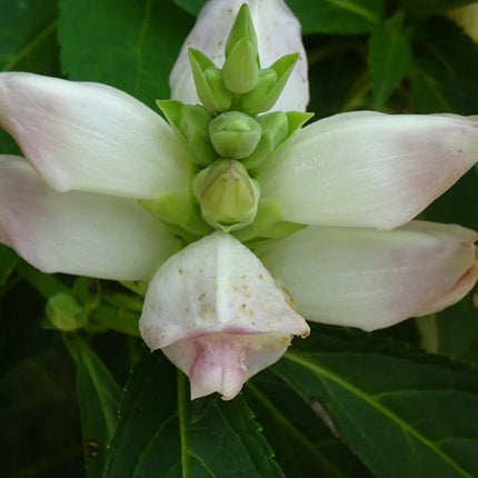 50 White Turtlehead Seeds - Seed World