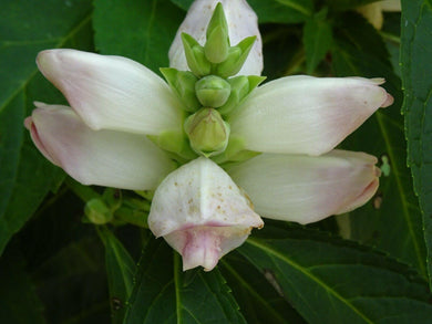 50 White Turtlehead Seeds - Seed World