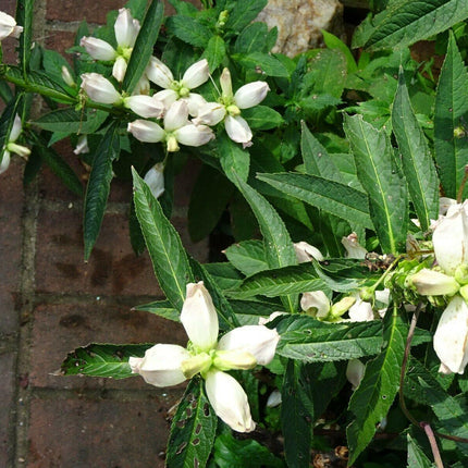 50 White Turtlehead Seeds - Seed World