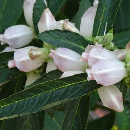 50 White Turtlehead Seeds - Seed World