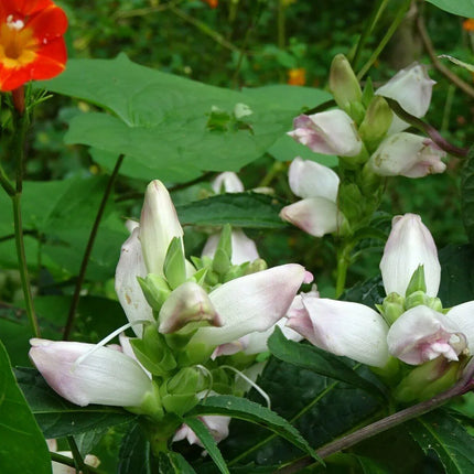 50 White Turtlehead Seeds - Seed World