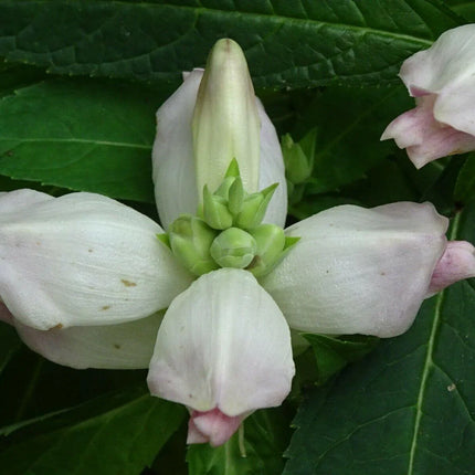 50 White Turtlehead Seeds - Seed World