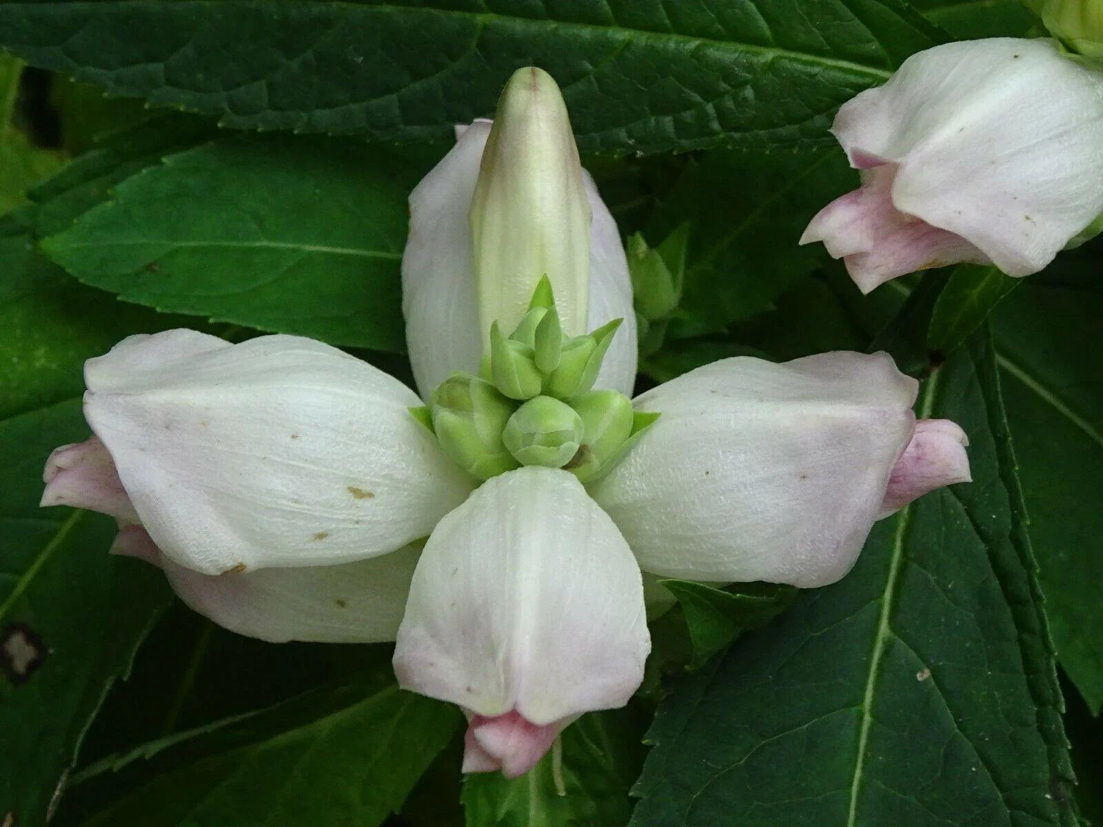 50 White Turtlehead Seeds - Seed World