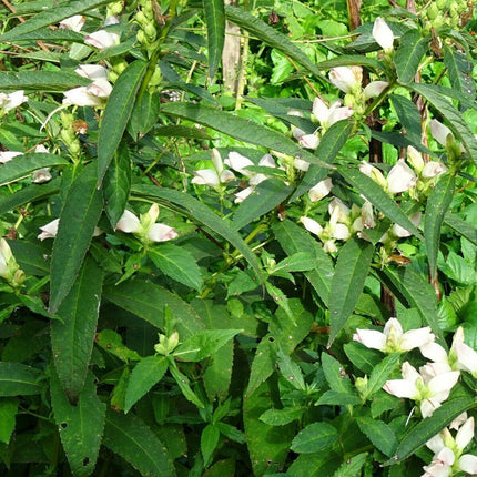 50 White Turtlehead Seeds - Seed World