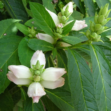 50 White Turtlehead Seeds - Seed World