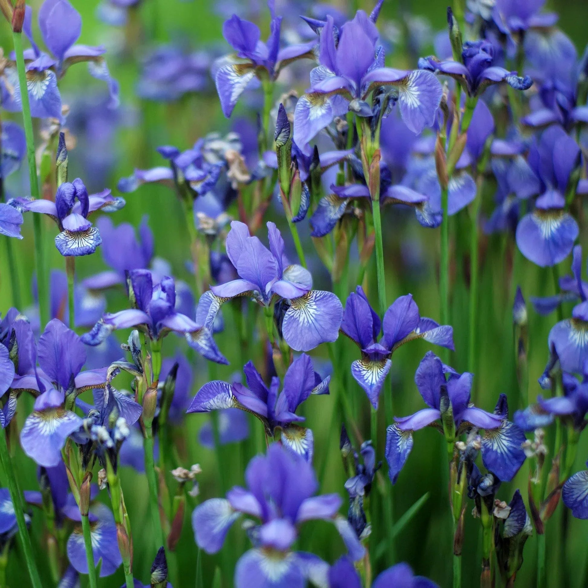 50 Wild Blue Iris Flower Seeds - Seed World