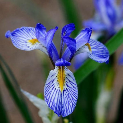 50 Wild Blue Iris Flower Seeds - Seed World