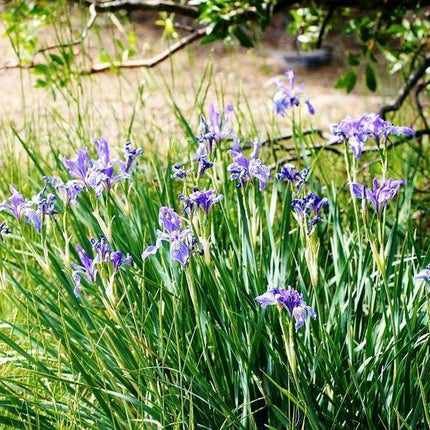 50 Wild Blue Iris Flower Seeds - Seed World