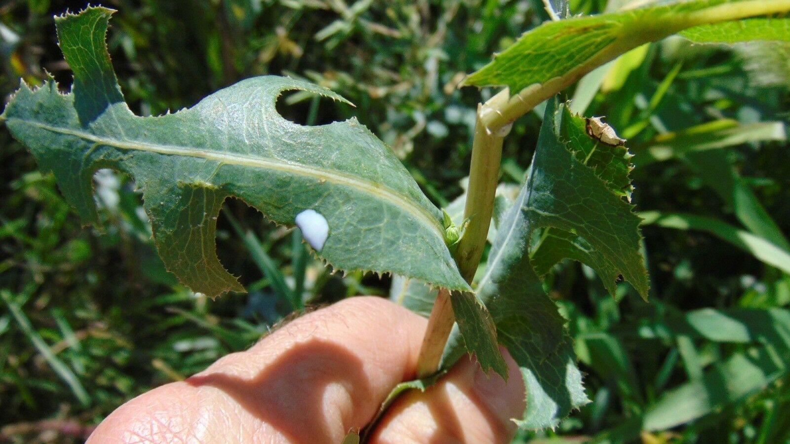 50 Wild Lettuce Seeds - Seed World