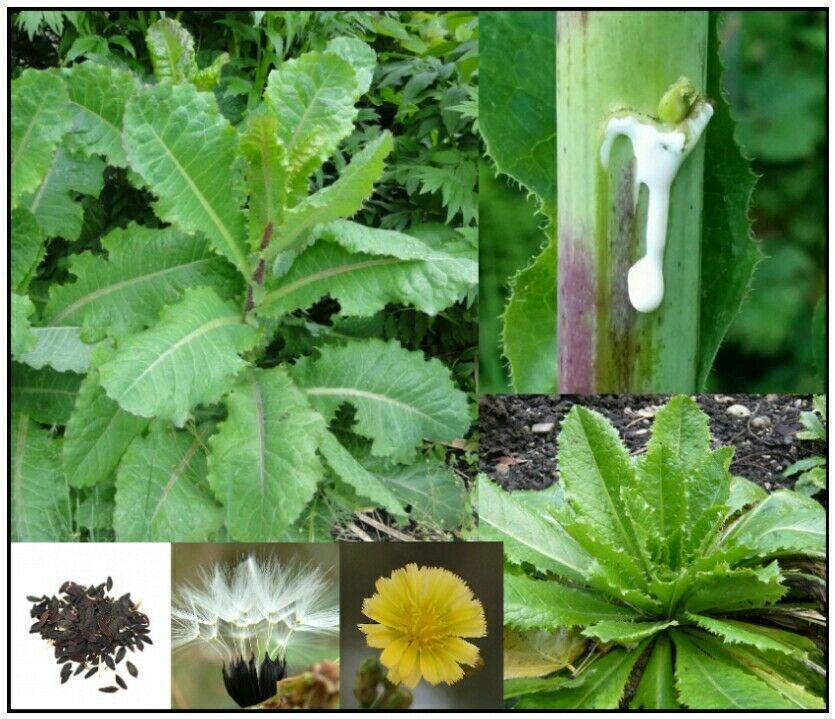 50 Wild Lettuce Seeds - Seed World