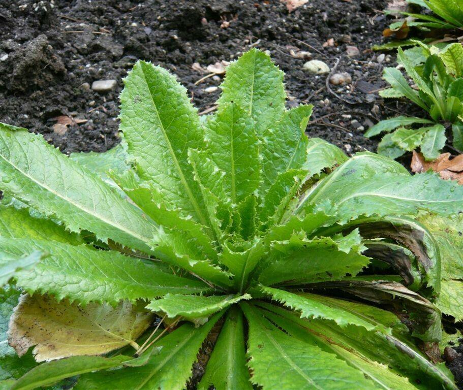 50 Wild Lettuce Seeds - Seed World