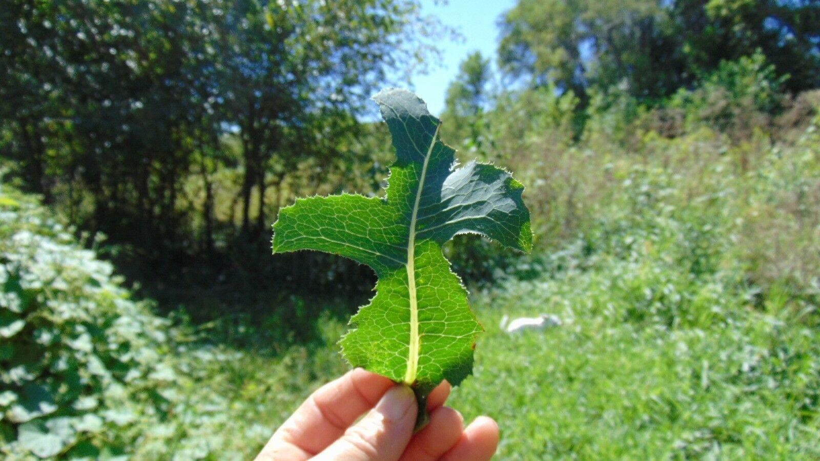 50 Wild Lettuce Seeds - Seed World