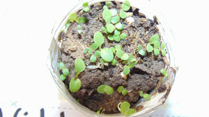 50 Wild Lettuce Seeds - Seed World