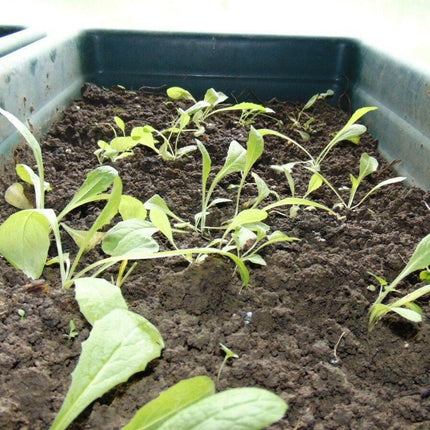 50 Wild Lettuce Seeds - Seed World