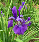 50 Wild Purple Iris Flower Seeds - Seed World