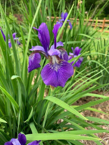 50 Wild Purple Iris Flower Seeds - Seed World