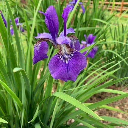 50 Wild Purple Iris Flower Seeds - Seed World