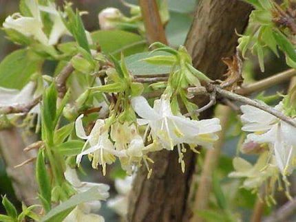 50 Winter Honeysuckle Seeds - Seed World